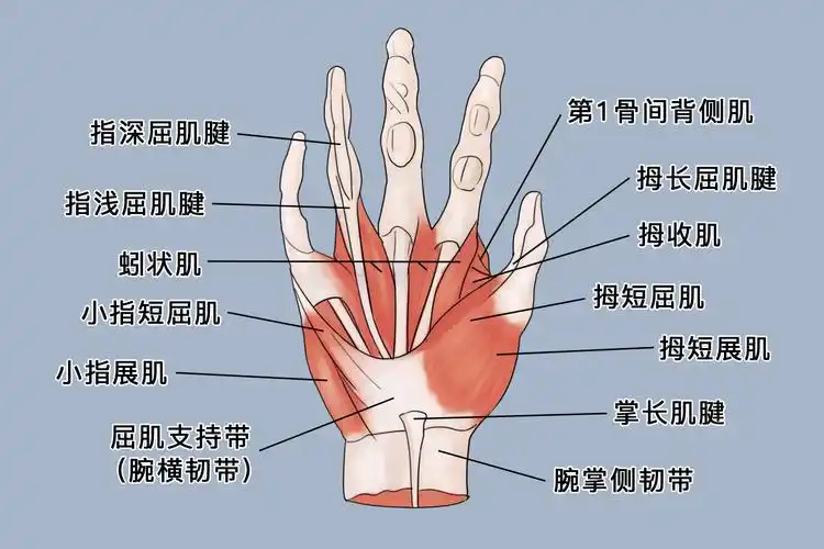 腱鞘炎等疾病时,可导致手指解剖结构异常,影响患者手部功能