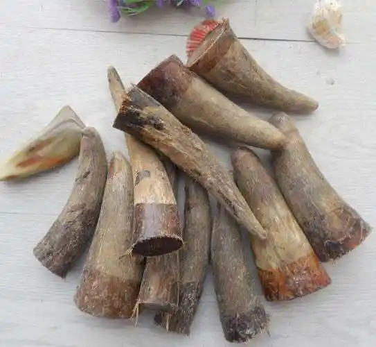 黄牛角的功效与作用