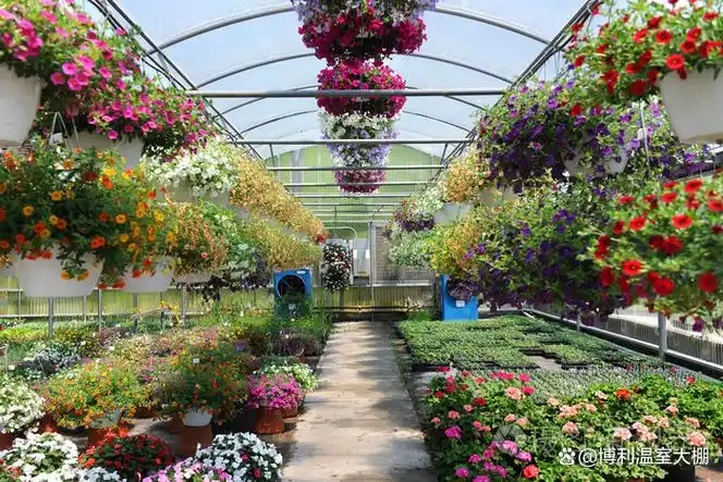 花卉大棚的养殖方法和注意事项