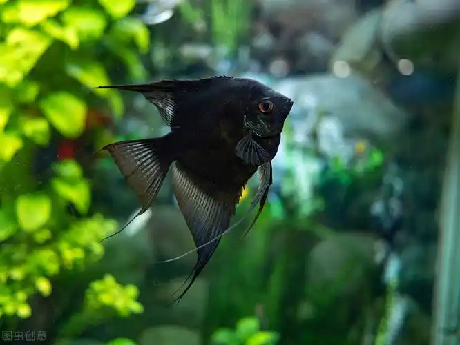 燕鱼种类和图片大全