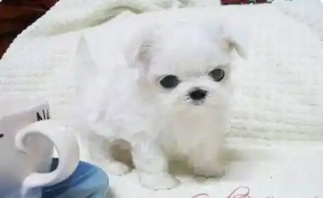 茶杯犬为什么容易死看完这些你自然就懂了