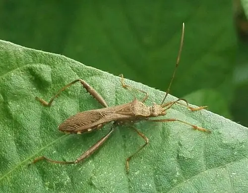 虫虫世界(椿象)