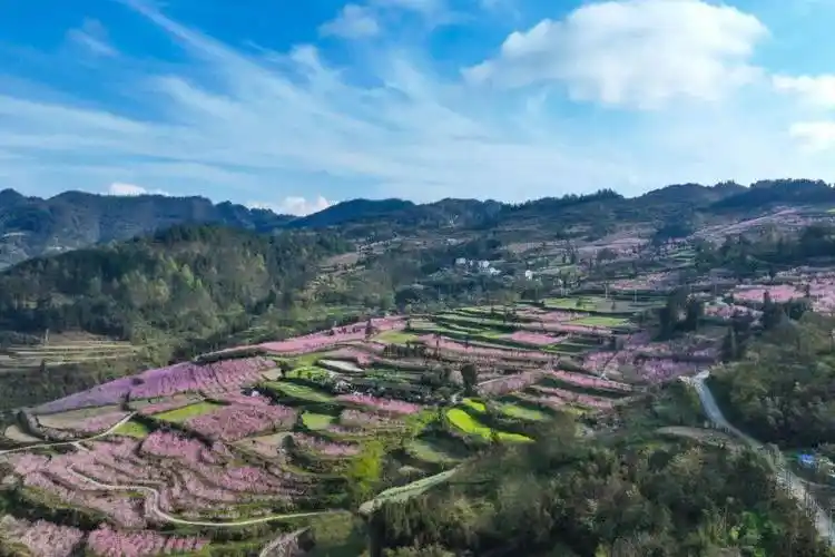 三穗桃花盛开春意盎然