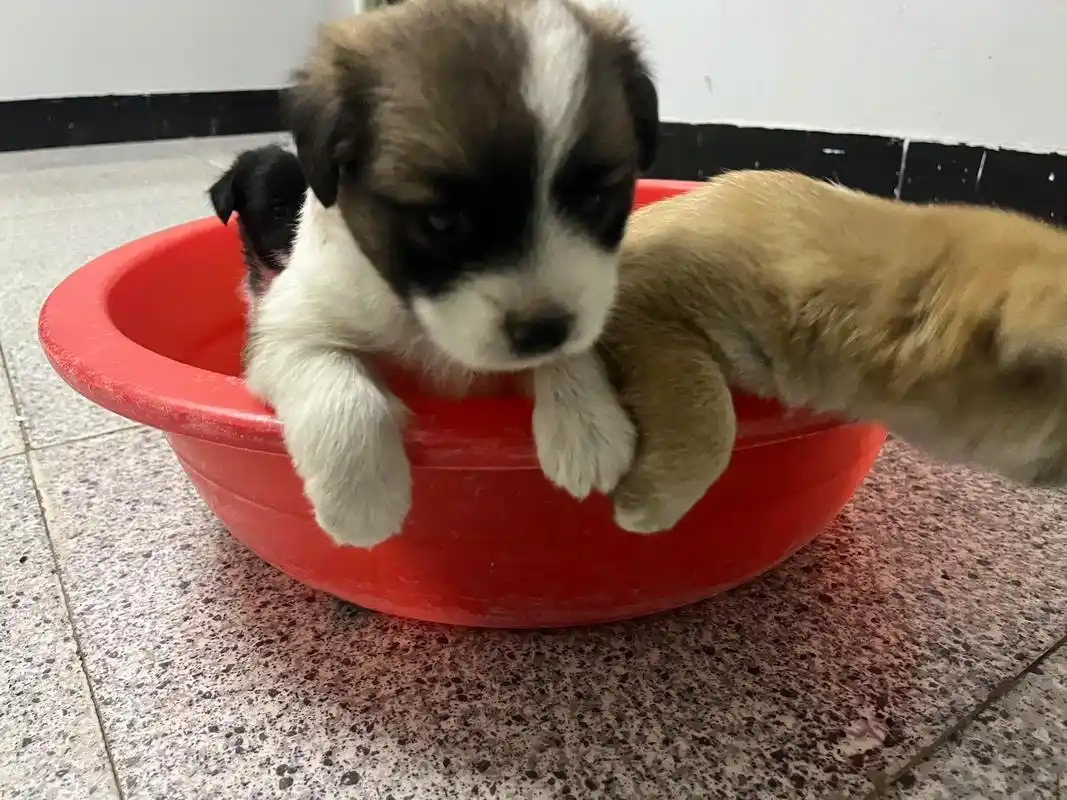 狗子领养啦!图里黄白花色是这次需要被领养的小狗狗,坐标 - 抖音