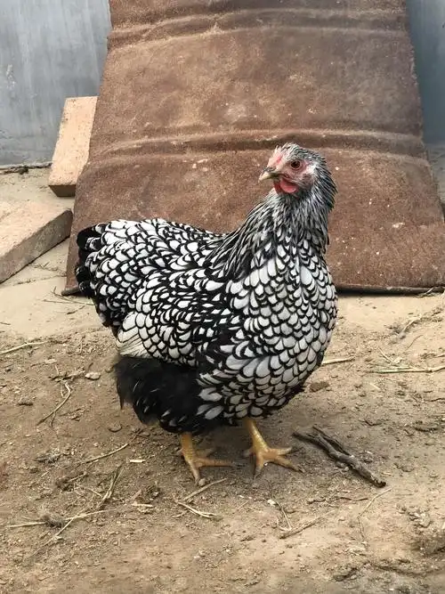 [种鸡批发]怀特鸡 羽毛黑白花 体重能长到六斤左右 种蛋 鸡苗都有价格