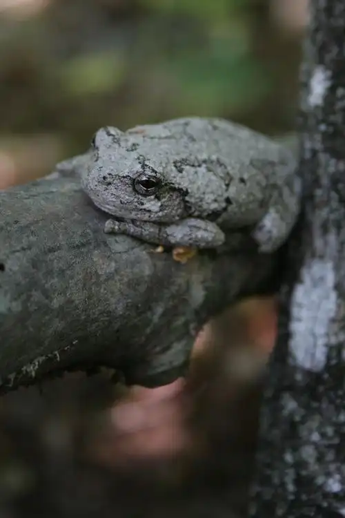 p>树蛙,无尾目树蛙科的1属,体多细长而扁,后肢长,吸盘大,指,趾间有