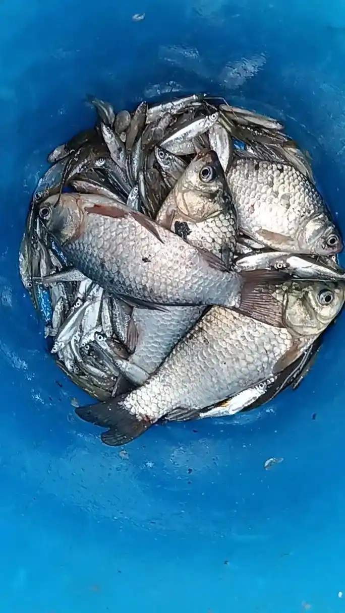 今天的收获 野生鲫鱼真实图片大全 最新鲜的鱼 - 抖音