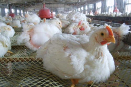 白羽肉鸡的种类和图片