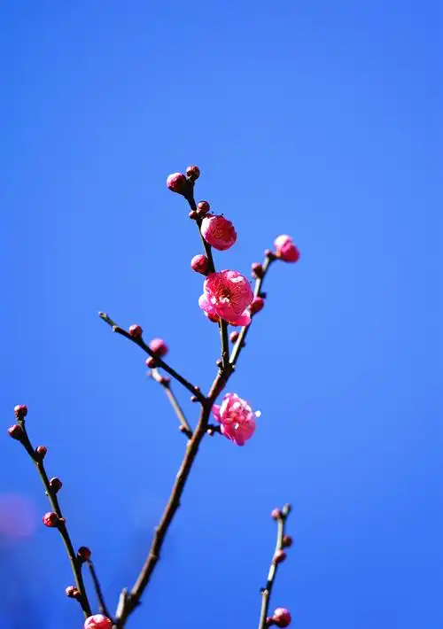 梅花图,迎新年!