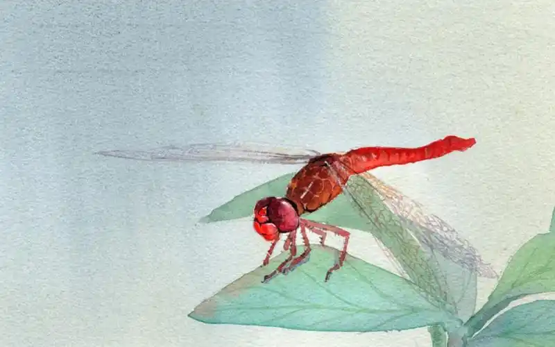 【水彩】-夏日红蜻蜓!