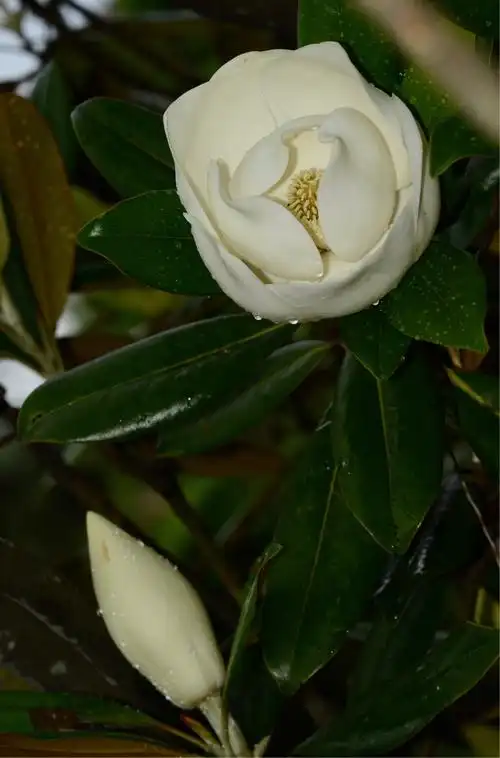 《广玉兰花记》