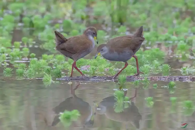 红脚斑秧鸡