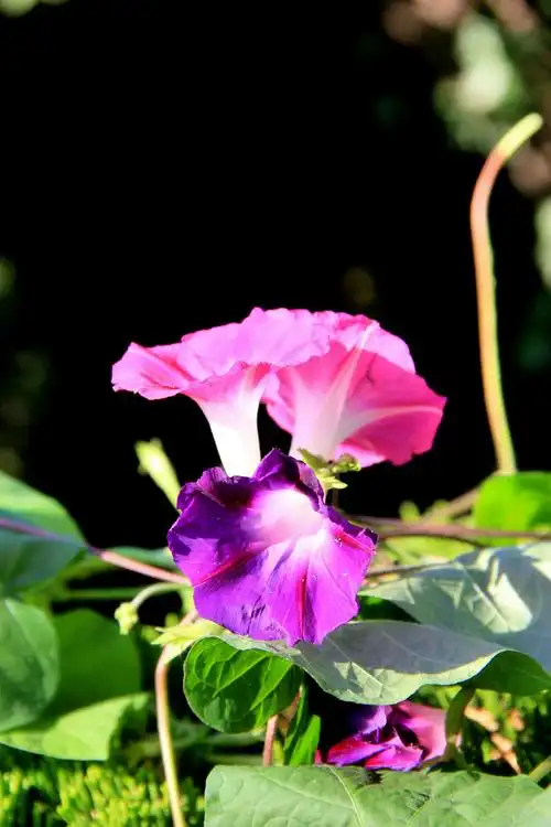 喇叭花(牵牛花)