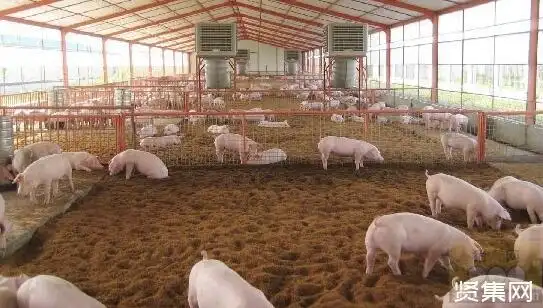 发酵床养猪法原理方法一览,利弊介绍