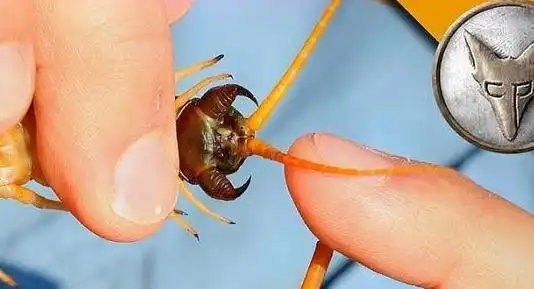 被蜈蚣咬了如何处理?|马陆|毒液|加拉帕戈斯|动物_网易订阅