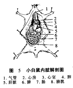 【材料用具】 小白鼠;蜡盘,大头针,解剖器,骨剪,细玻璃管,脱脂棉,乙醚