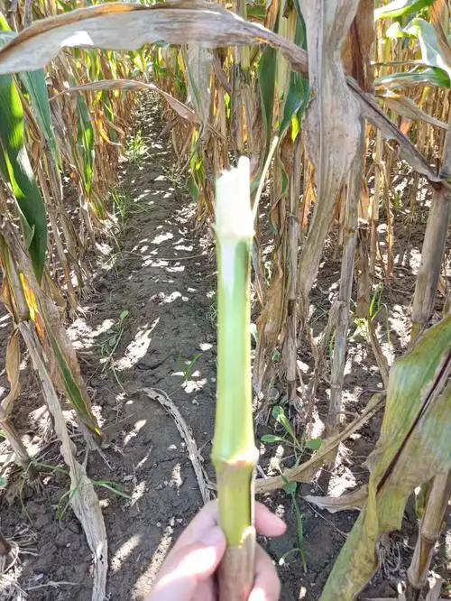 玉米杆.要会选,根部暗红色的会甜.有很多年没吃过了.