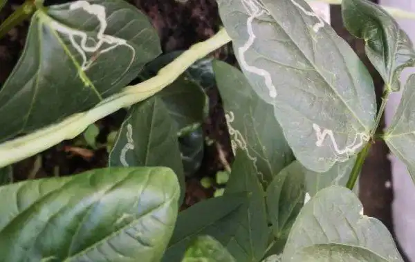 豆角上的潜叶蝇怎样防治?