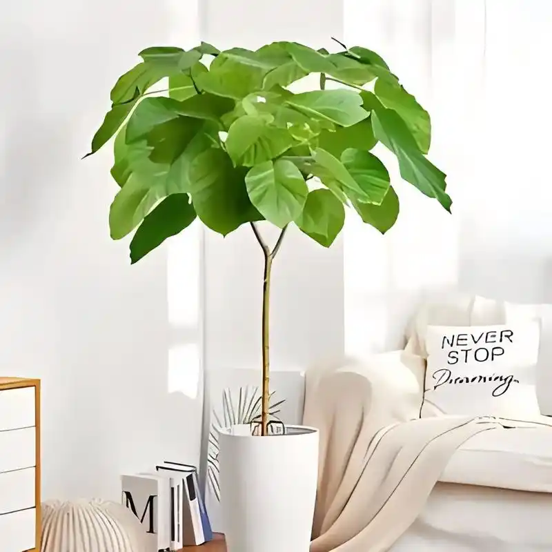 爱心榕是一种非常受欢迎的盆栽植物