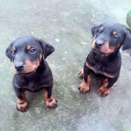 天啊!萌萌哒的柯基竟然不是天生没尾巴!