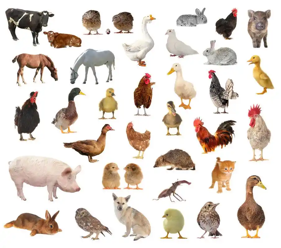 牲畜,在白色背景上的白色背景上的牲畜