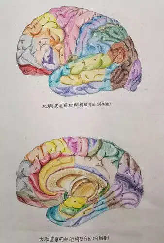 惊艳内蒙古医科大学学生手绘解剖图走红网友被学医耽误的灵魂画手