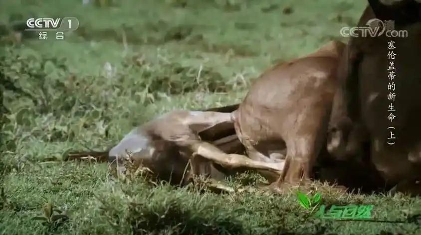 母马水门肿是怎么回事视频在线观看 - 西瓜视频