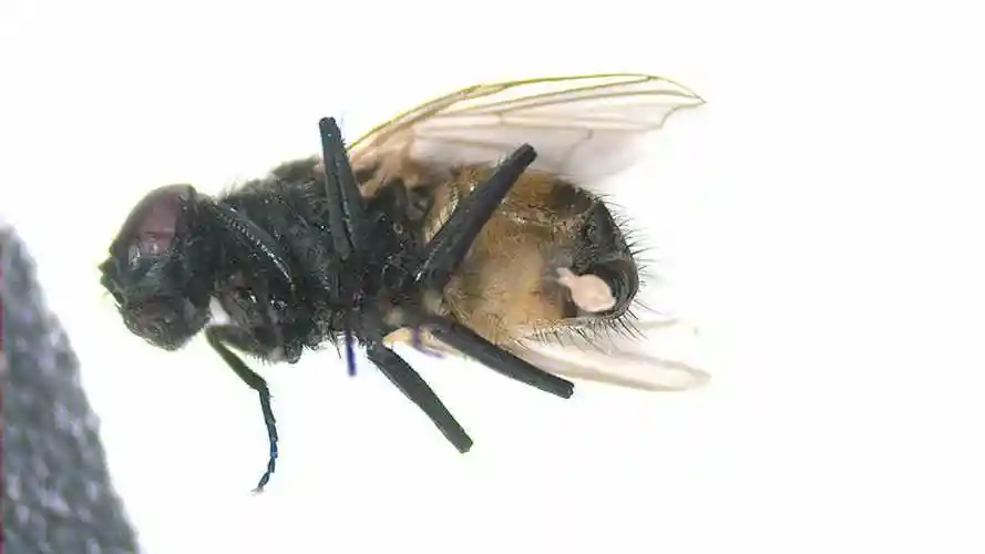 正在产卵的苍蝇