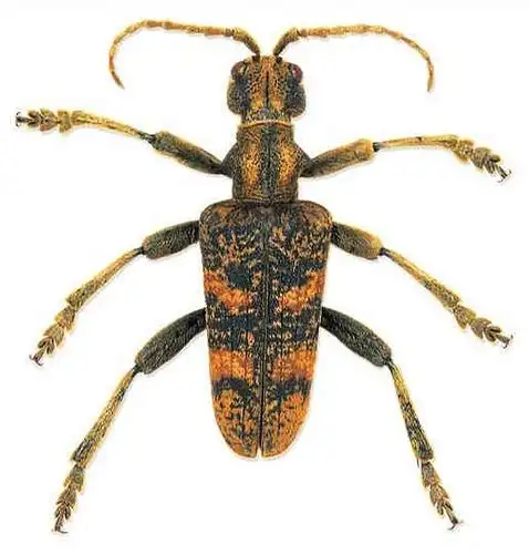 rhagium sycophanta  location: europe