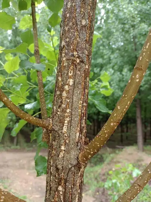 请问一下老师杨树苗生病了怎么医治