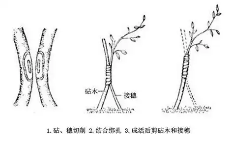 植物嫁接方法 (2014-03-23 20:46:14)