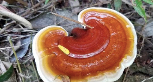 深圳湾公园出现灵芝深圳人警惕食用可能导致中毒