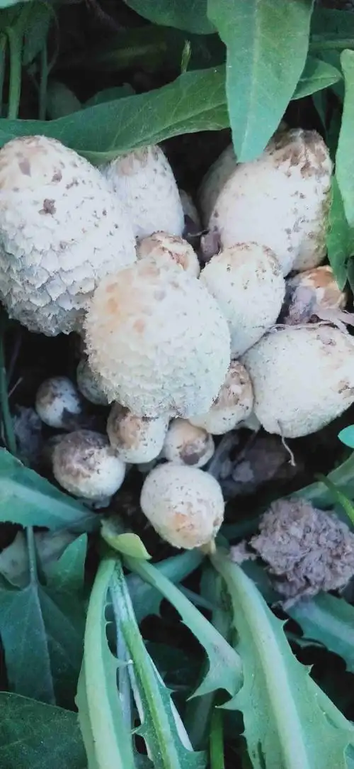 有没谁知道这个是什么菇,能吃否?谢谢