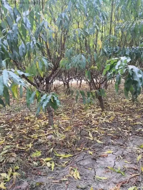 桃树有什么园林用途