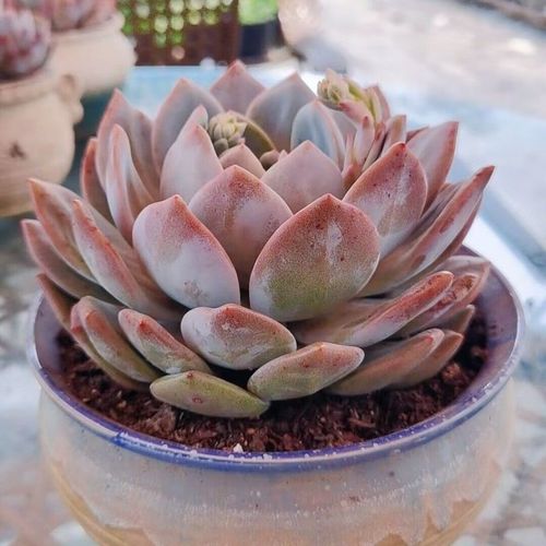 精品超大多肉植物橙梦露雪天使 精品厚叶 阳台新手套餐大棵植物