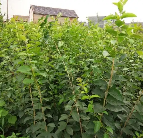 流苏苗(油根子)