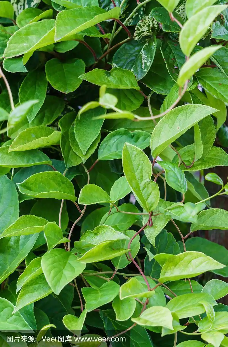 青藤从中国木兰藤园的叶子.