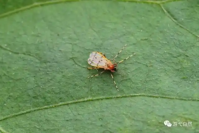 昆虫|几种"小飞虫"