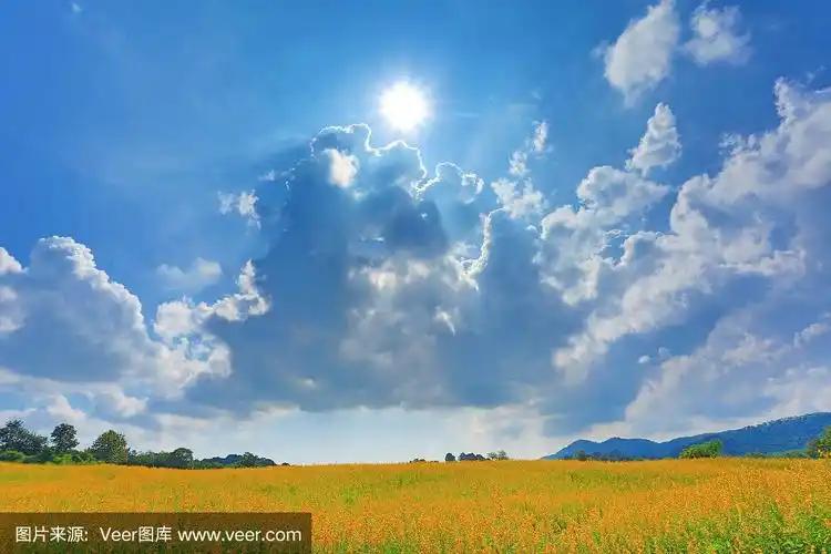 美丽的黄花太阳麻田与山在晴天.景观风景背景.