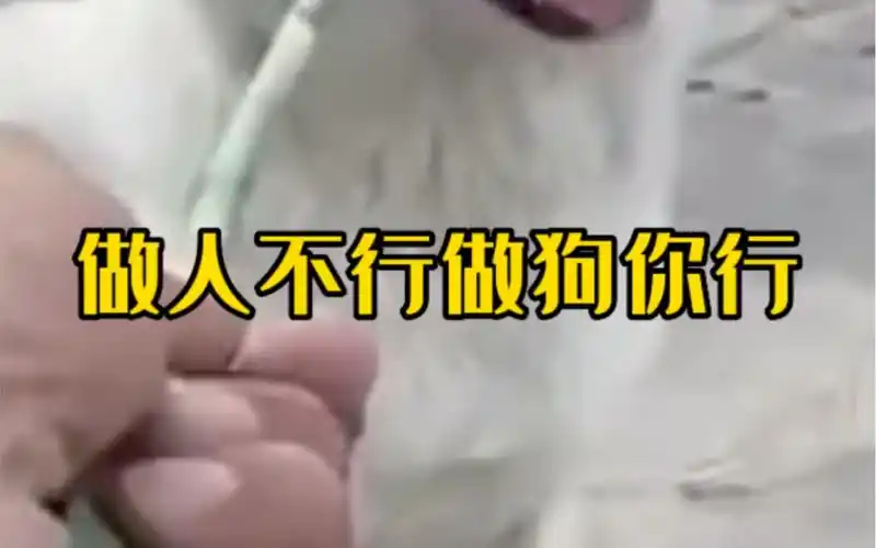 做人不行做狗一套一套的