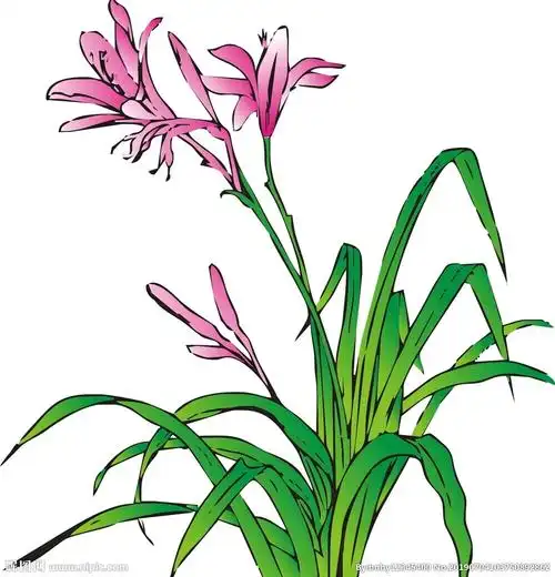 兰花设计图__广告设计_广告设计_设计图库_昵图网nipic.com