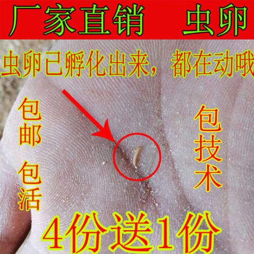 荣郁黄粉虫卵面包虫虫卵种虫卵,种虫,面包虫虫卵【】包技术 面包虫卵