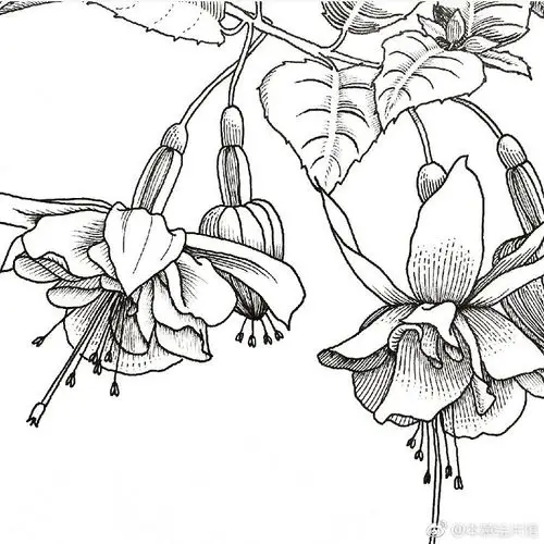 黑白花卉一组. | ins : oszvaldann