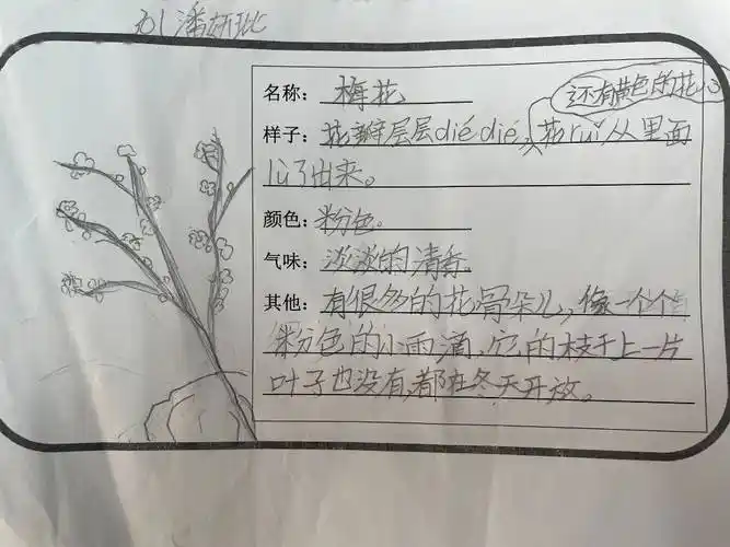 皆为可爱——301中队《我的植物朋友》习作分享_菊花_花瓣_荷花