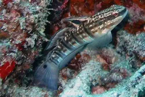 林哥鱼属淡水鱼吗?