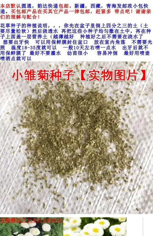 多年生小雏菊花种子 阳台盆栽观赏花卉植物邹菊种子 易种花种草花