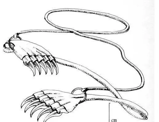 自制暗器飞爪 暗器中的极品武器 - 大白鲨游戏网