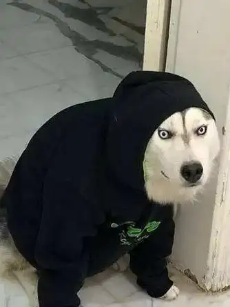 狗狗_哈士奇_留言