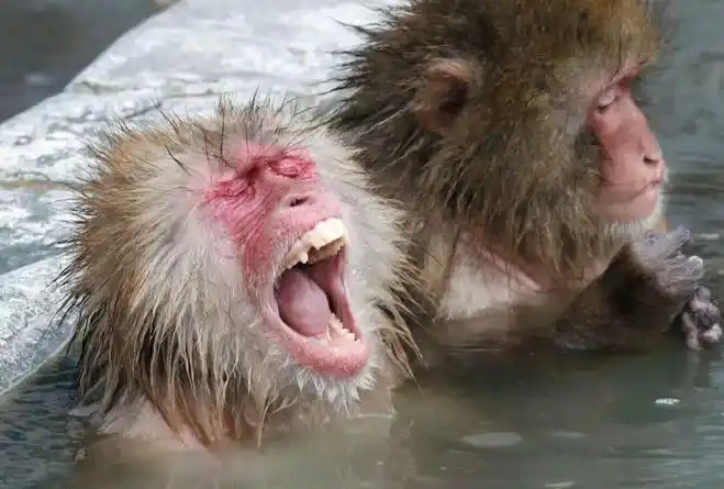 日本山口市发生"人猴大战":野猴罕见频繁攻击人类-洛杉矶最大的华人