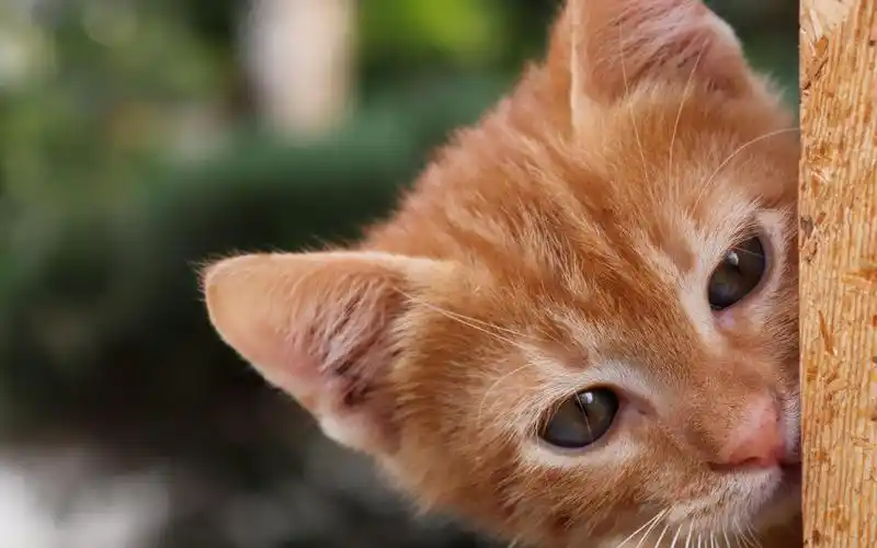 淘气可爱猫咪图片桌面壁纸